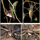 Illustration for article titled Fish-Eating Spiders Are Everywhere